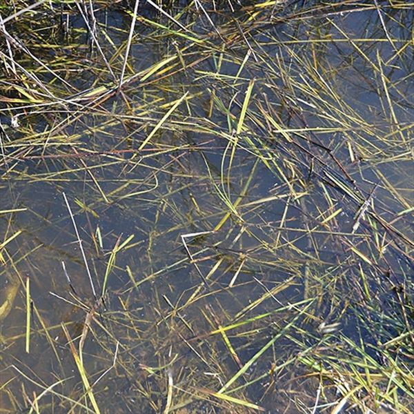 Still Water 250ML (1)